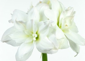 hippeastrum Arnym (1)